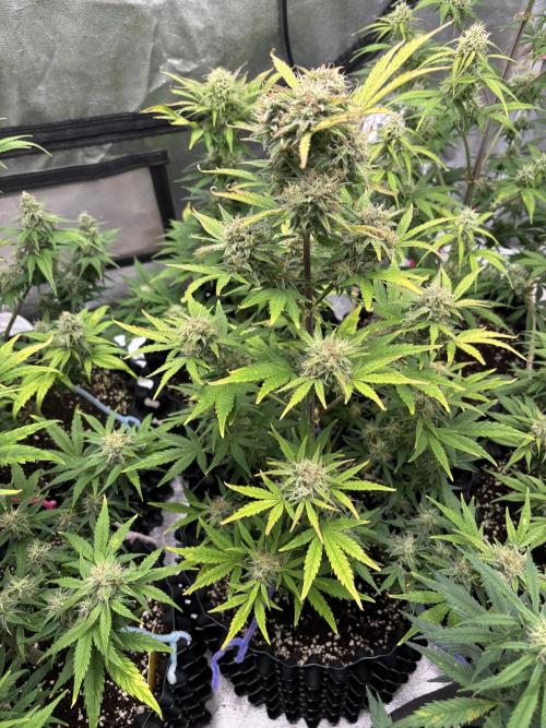 OSS autoflower show. Week 9