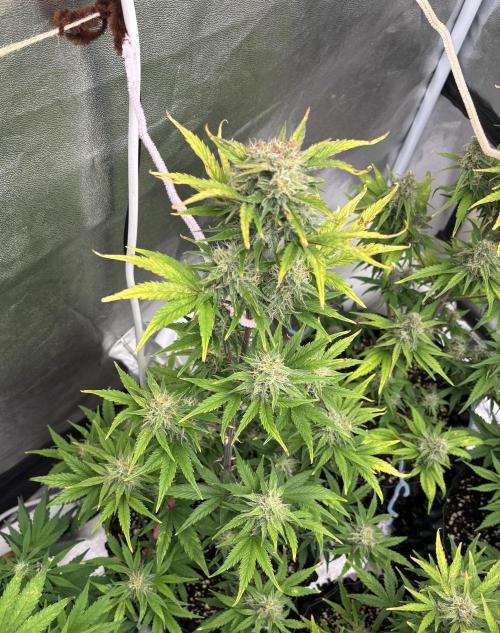 OSS autoflower show. Week 9