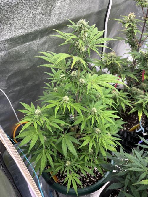 OSS autoflower show. Week 9