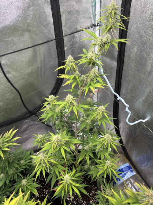 OSS autoflower show. Week 9