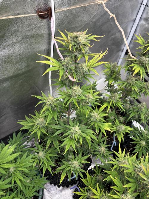 OSS autoflower show. Week 9