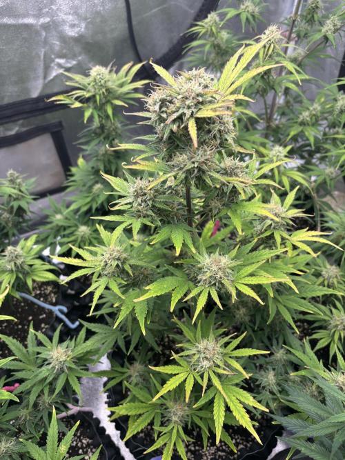 OSS autoflower show. Week 9