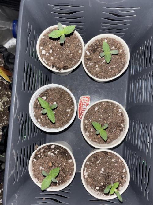 Biscotti Gelato. Week 1