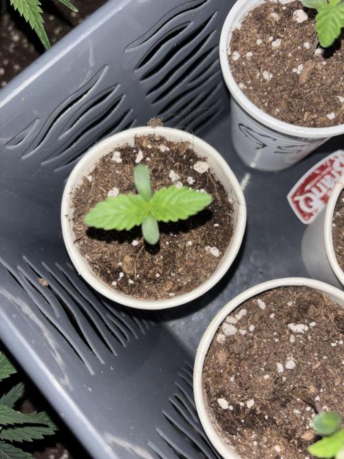 Biscotti Gelato. Week 1