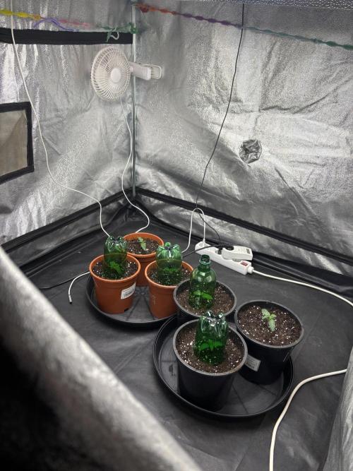 Biscotti Gelato. Week 2