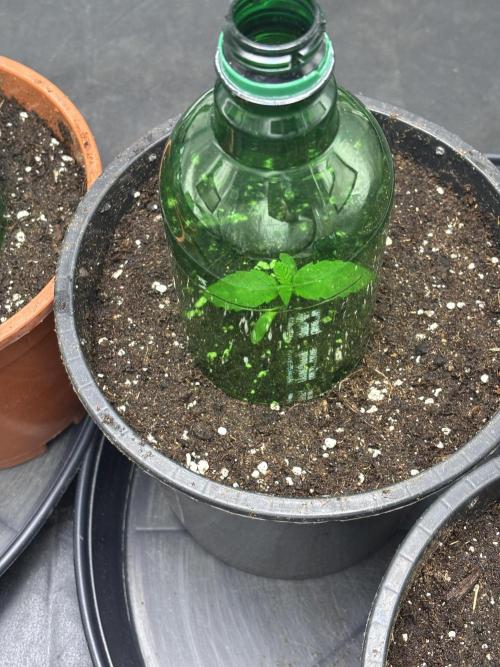 Biscotti Gelato. Week 2
