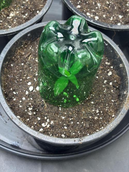 Biscotti Gelato. Week 2