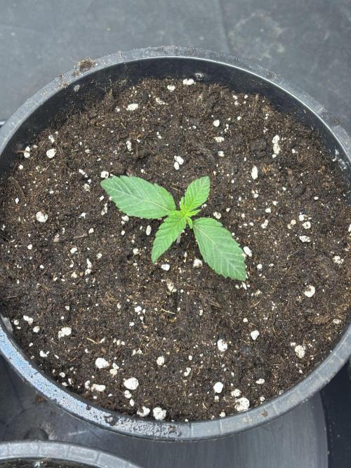 Biscotti Gelato. Week 2