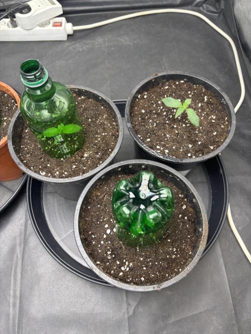 Biscotti Gelato. Week 2