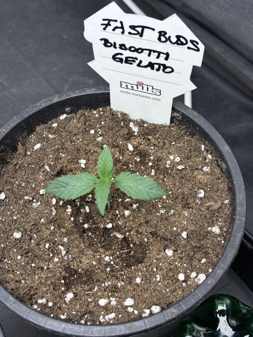 Biscotti Gelato. Week 2