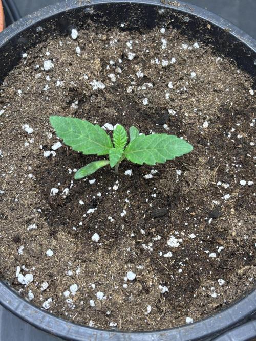 Biscotti Gelato. Week 2
