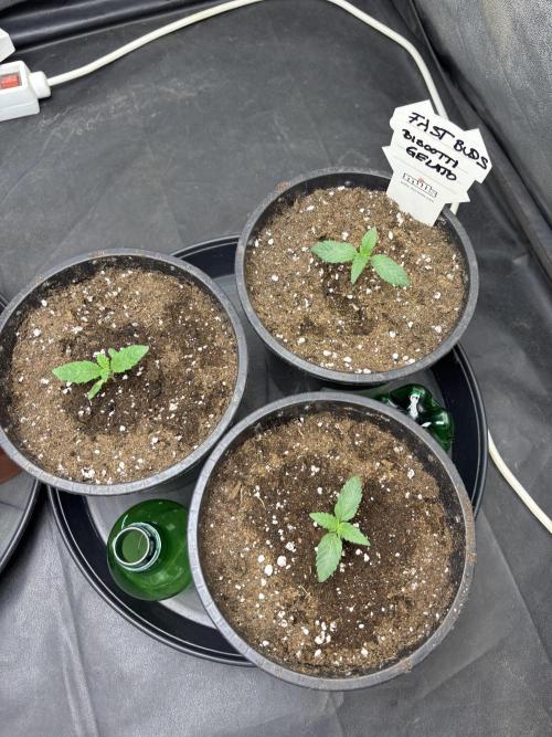 Biscotti Gelato. Week 2