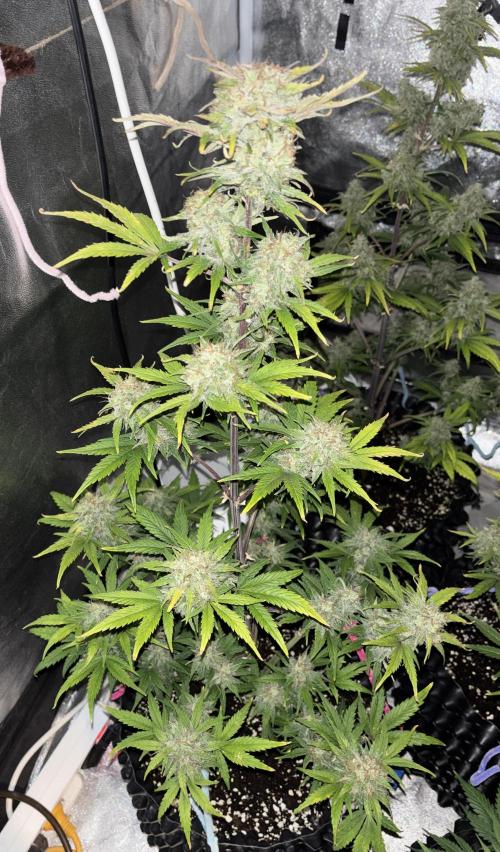 OSS autoflower show. Week 10
