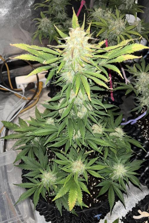 OSS autoflower show. Week 10