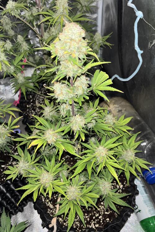 OSS autoflower show. Week 10