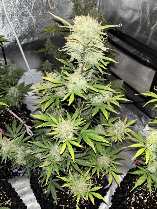 OSS autoflower show. Week 10