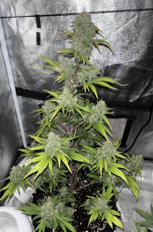 OSS autoflower show. Week 10