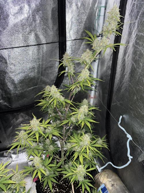 OSS autoflower show. Week 10