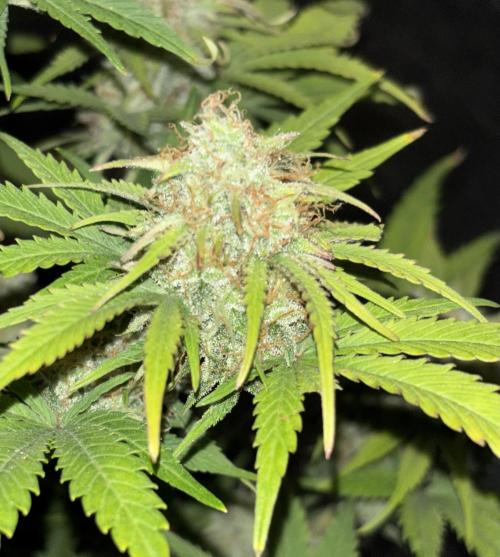 OSS autoflower show. Week 10