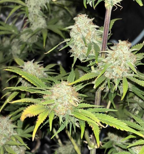 OSS autoflower show. Week 10