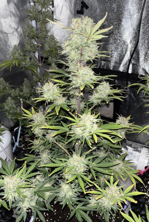 OSS autoflower show. Week 10