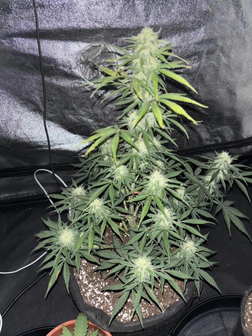 OSS autoflower show. Week 10