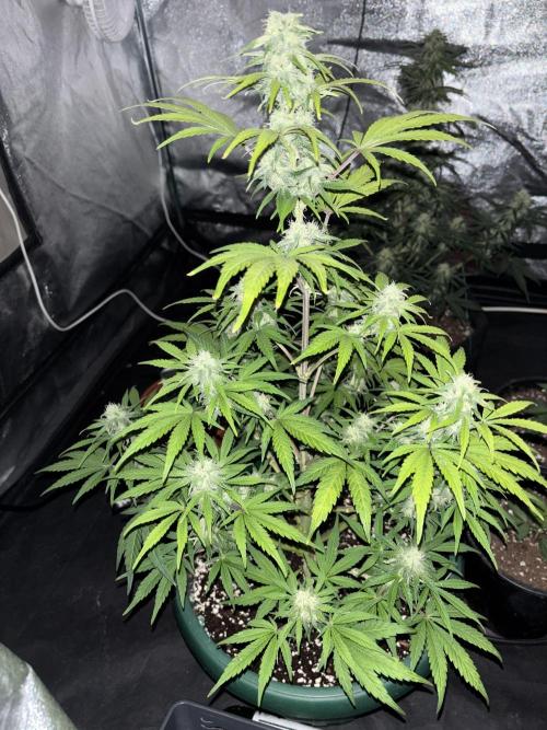 OSS autoflower show. Week 10