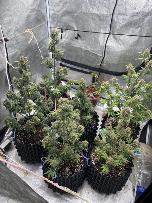 OSS autoflower show. Week 11