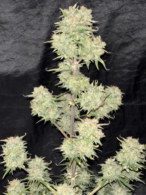 OSS autoflower show. Week 11