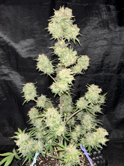 OSS autoflower show. Week 11