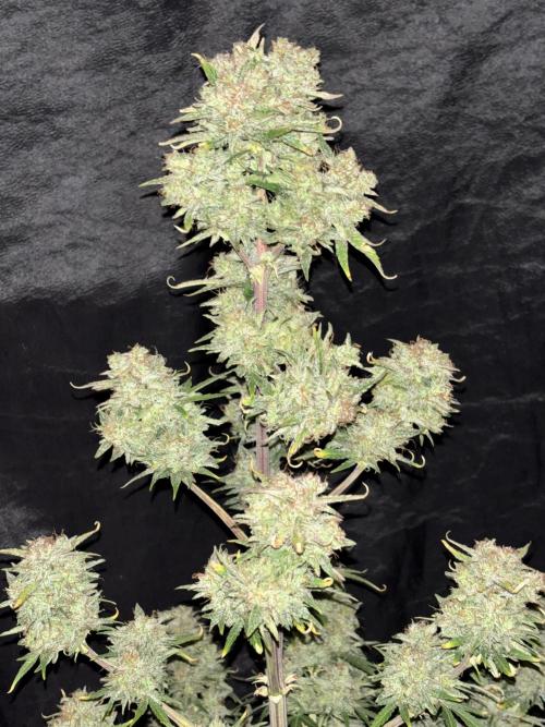 OSS autoflower show. Week 11