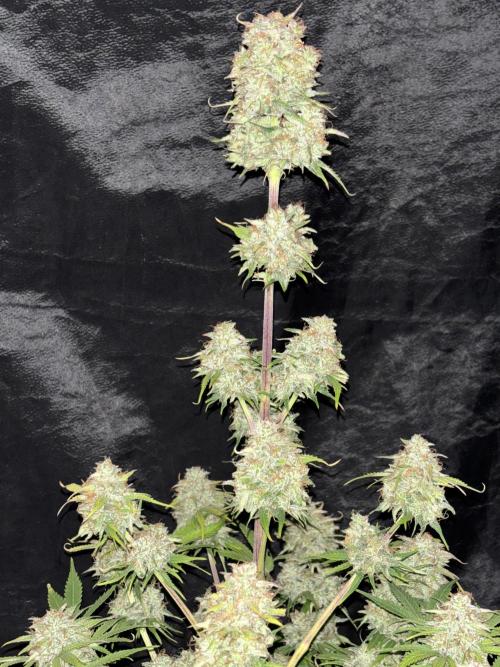 OSS autoflower show. Week 11