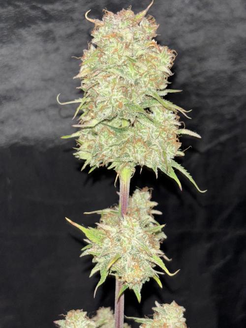 OSS autoflower show. Week 11