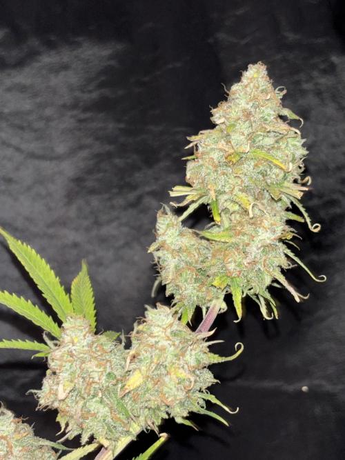 OSS autoflower show. Week 11