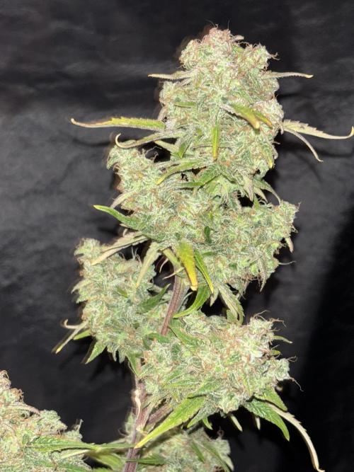 OSS autoflower show. Week 11