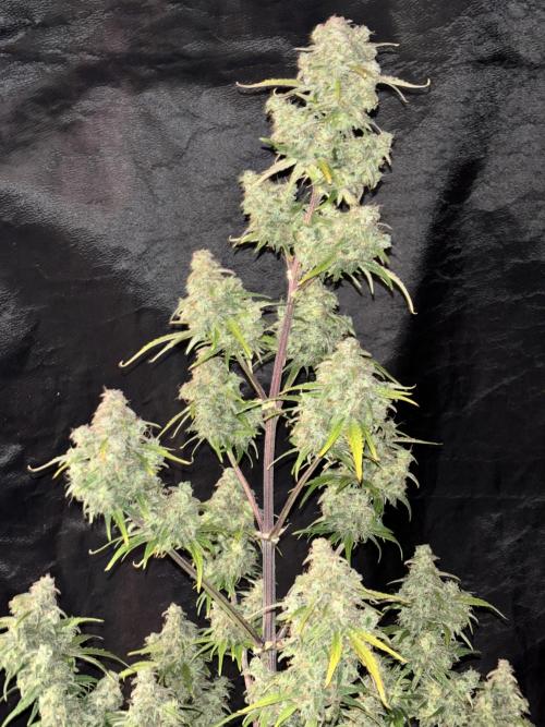 OSS autoflower show. Week 11