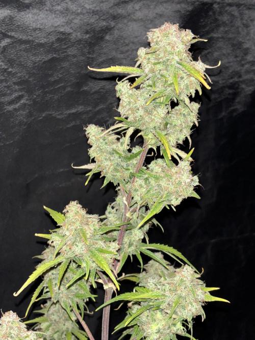 OSS autoflower show. Week 11
