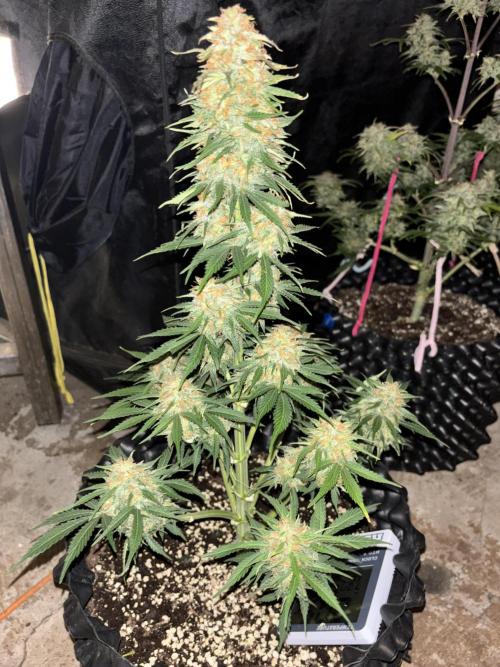 OSS autoflower show. Week 11