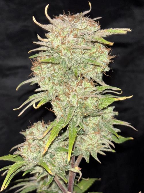 OSS autoflower show. Week 11