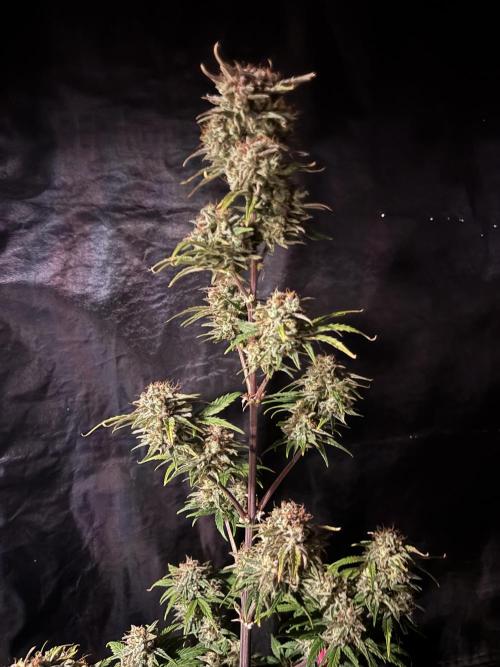 OSS autoflower show. Week 11