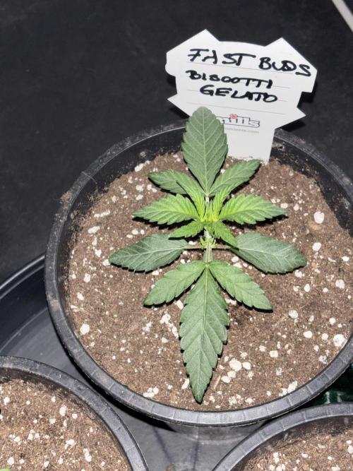 Biscotti Gelato. Week 3