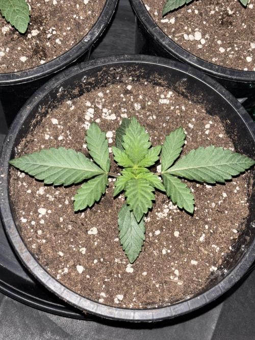 Biscotti Gelato. Week 3