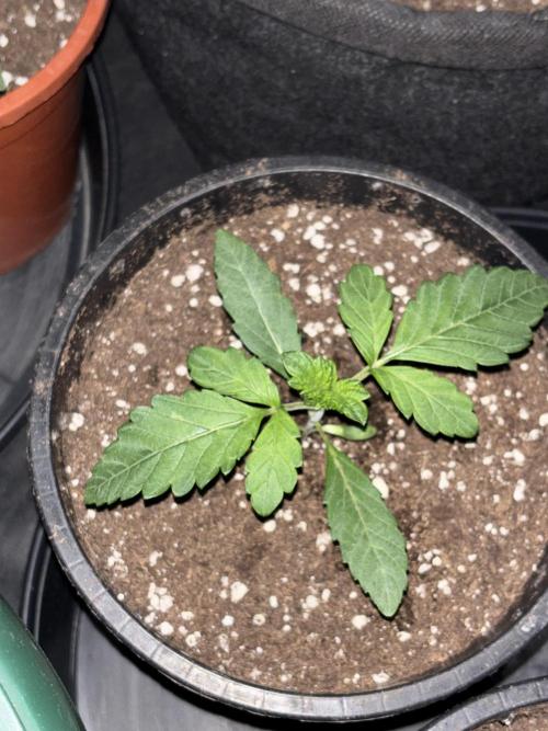 Biscotti Gelato. Week 3