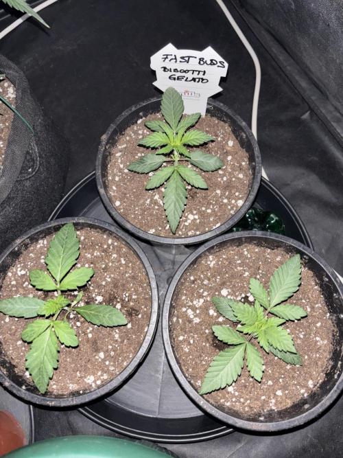 Biscotti Gelato. Week 3