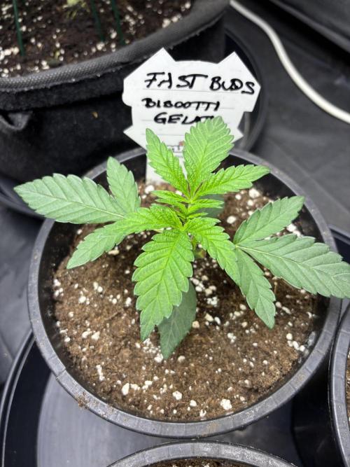Biscotti Gelato. Week 3