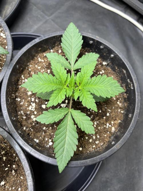 Biscotti Gelato. Week 3