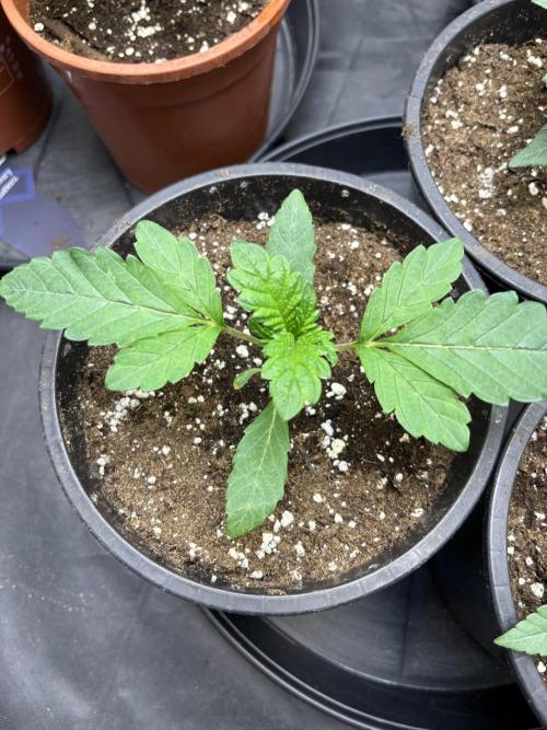 Biscotti Gelato. Week 3