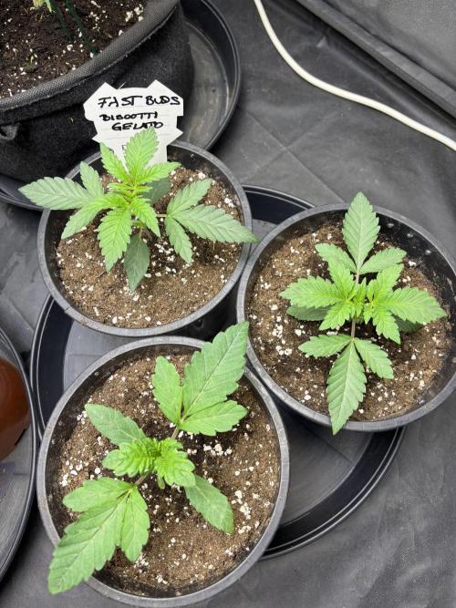 Biscotti Gelato. Week 3