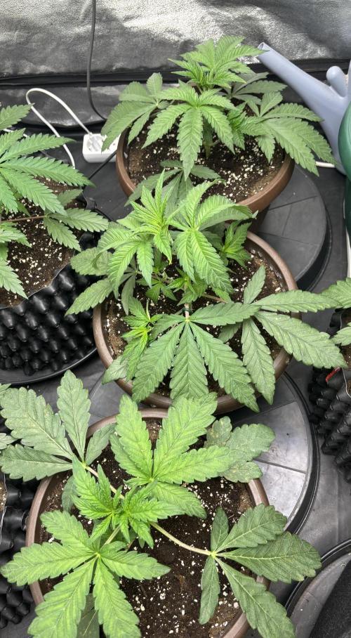 Biscotti Gelato. Week 4
