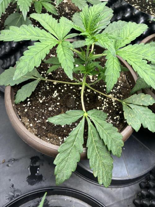 Biscotti Gelato. Week 4